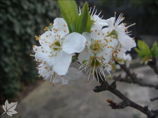 Hort dels Àngels