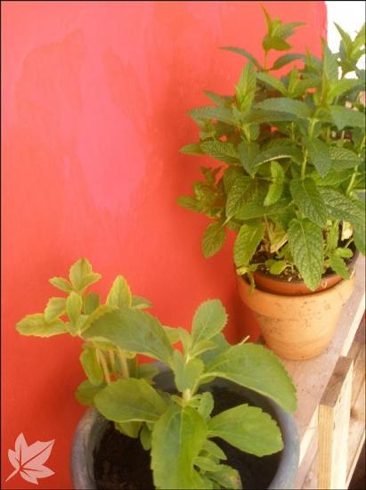 Hort dels Àngels